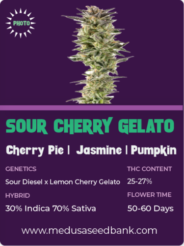 Sour Cherry Gelato feminized seeds; Sour Diesel x Lemon Cherry Gelato; photoperiod