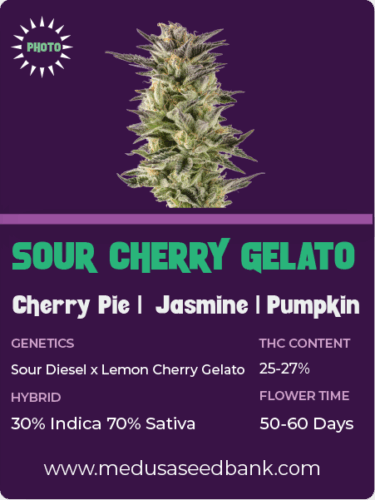 feminized cannabis seeds; Sour diesel hybrid; photoperiod