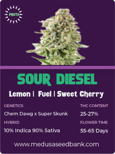Sour Diesel feminized seeds; photoperiod
