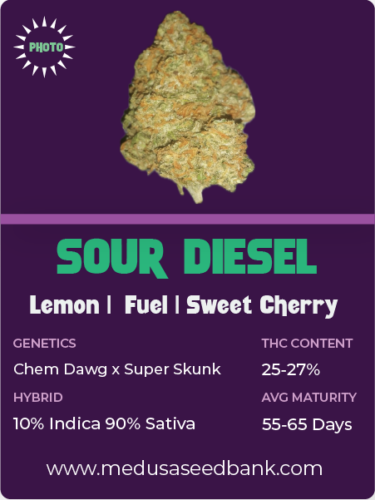 sour diesel feminized seeds; cannabis seeds; medusa seed bank