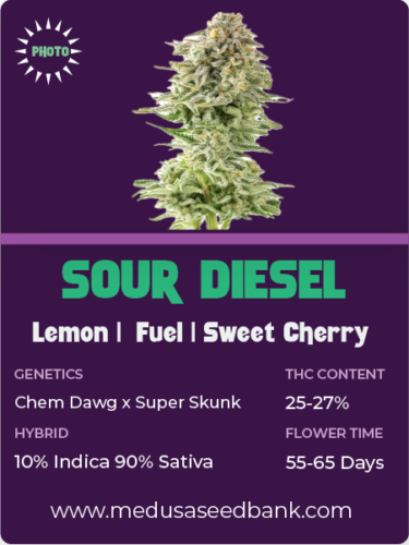 Sour Diesel feminized seeds; Chem Dawg x Super Skunk; photoperiod seeds