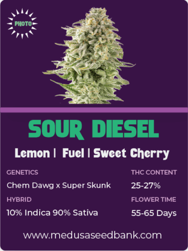 Sour Diesel photoperiod feminized cannabis seeds