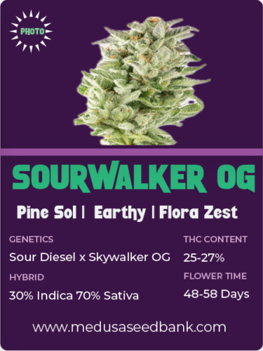 Sourwalker OG feminized seeds; Sour Diesel x Skywalker OG; photoperiod feminized seeds