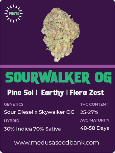 Sourwalker OG feminized seeds; cannabis seeds; Medusa Seed Bank original
