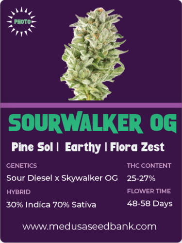 Sourwalker OG feminized seeds; Sour Diesel x Skywalker OG