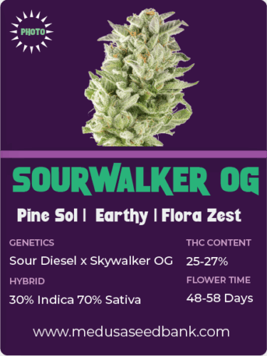 photoperiod; feminized cannabis seeds; Sour Diesel hybrid
